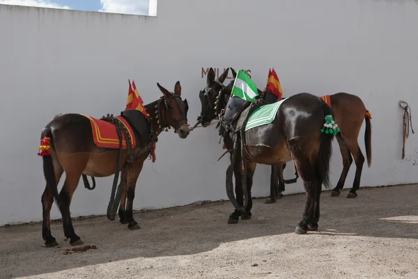 Dragging mules in the courtyard of horses of the bullring of Pozoblanco — Stock Photo, Image