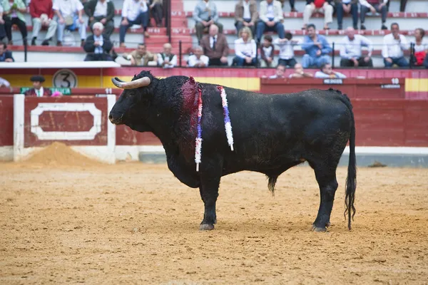 Cattura della figura di un toro coraggioso in una corrida — Foto Stock