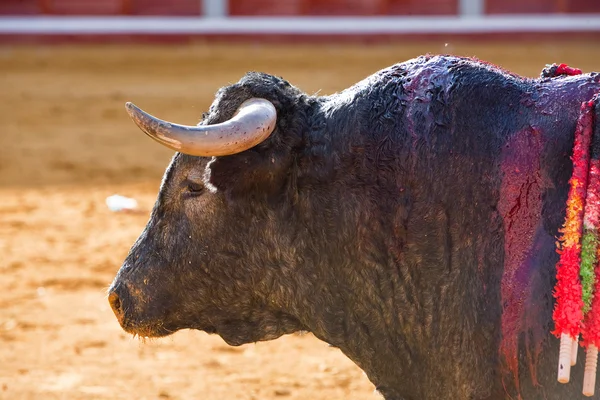 Capture of the figure of a brave bull Vitorino in a bullfight — Stock Photo, Image