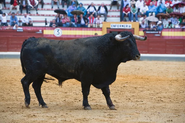 Cattura della figura di un toro coraggioso in una corrida — Foto Stock