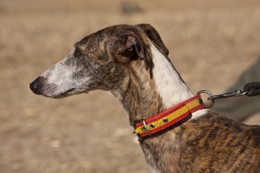 tazı köpeği İspanya'nın yerli çeşidi