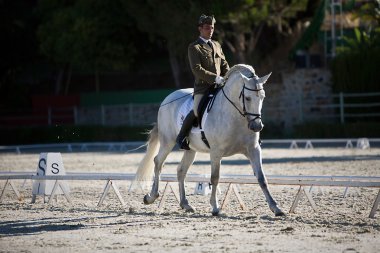 Yarışması terbiye klasik rekabet binici