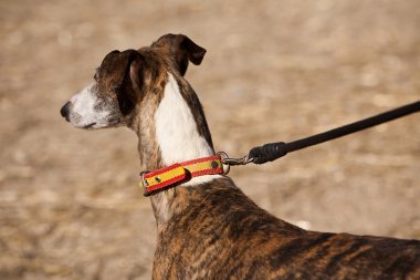 tazı köpeği İspanya'nın yerli çeşidi