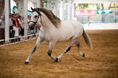 Morfoloji saf İspanyol atlar için binicilik testi