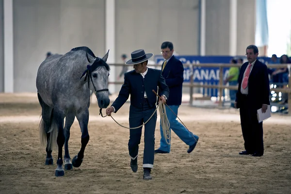 Teste de morfologia equestre para cavalos espanhóis puros — Fotografia de Stock