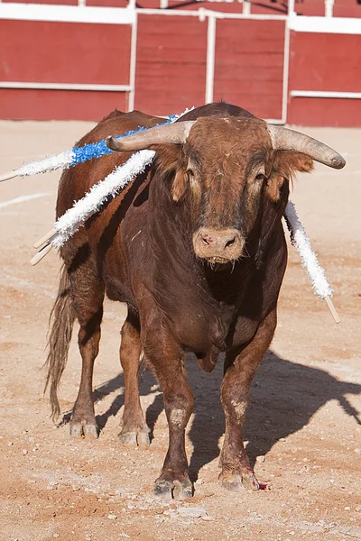 Toro valiente en una corrida de toros — Foto de Stock