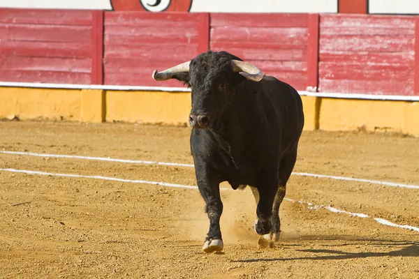 Moedige stier in een stierengevecht — Stockfoto
