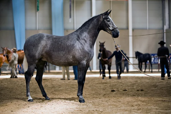 純粋なスペイン語の馬への形態の馬術のテスト — ストック写真