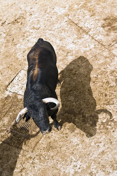 Toro de lucha valiente español en el establo — Foto de Stock