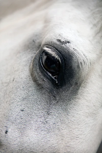 Detail of the head of a purebred Spanish horse — Stock Photo, Image