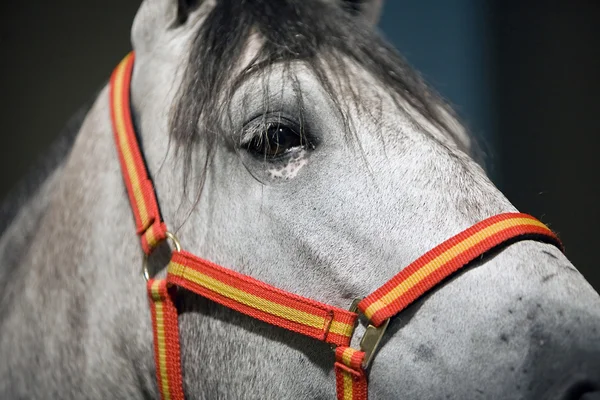 Detalle de la cabeza de un caballo español de raza pura — Foto de Stock