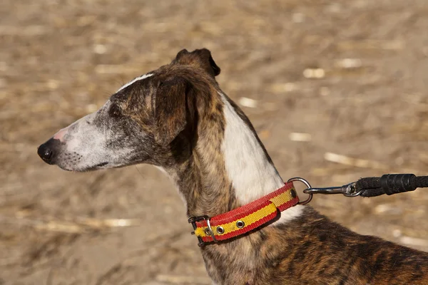 Der Windhund ist eine Hunderasse, die aus Spanien stammt — Stockfoto