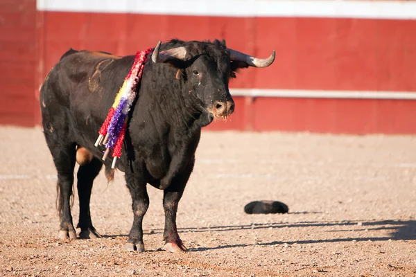 Toro negro pelo castaño, corridas de toros, Andalucía, España — Foto de Stock