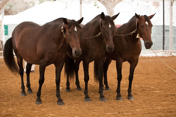 Funcionalidade de teste equestre com 3 cavalos espanhóis puros — Fotografia de Stock