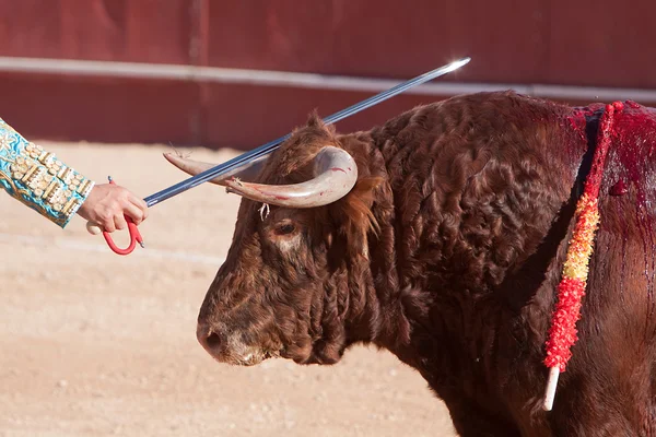 Spanish bullfighter slides his sword over the head of the bull — Stock Photo, Image