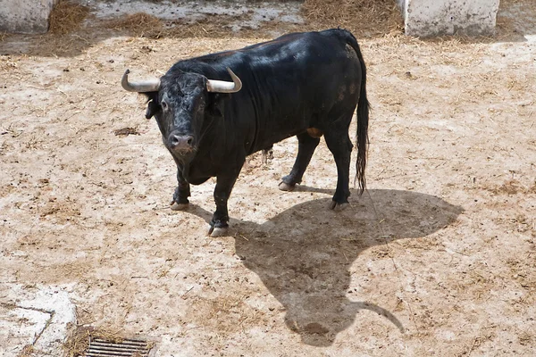 Spanish brave fight bull in the stable — Stock Photo, Image