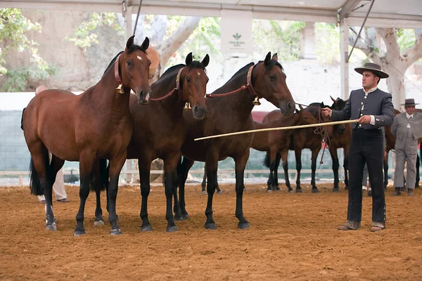 Funcionalidade de teste equestre com 3 cavalos espanhóis puros — Fotografia de Stock