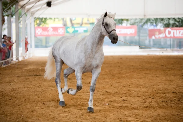 Zuivere Spaanse paarden — Stockfoto
