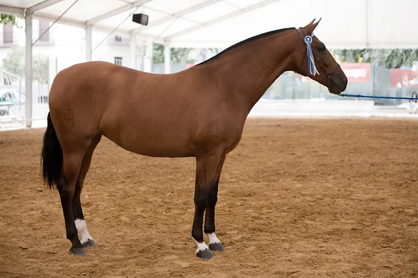 Paardensport test van morfologie voor zuivere Spaanse paarden — Stockfoto