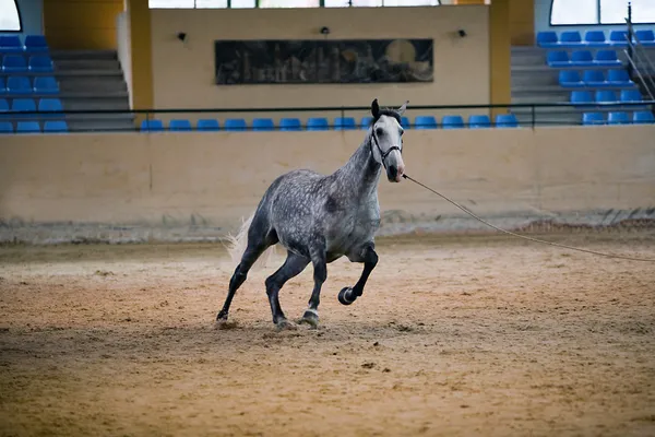 Pure Spanish horses — Stock Photo, Image