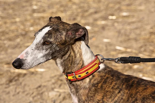 O Greyhound é uma raça de cão nativo da Espanha — Fotografia de Stock