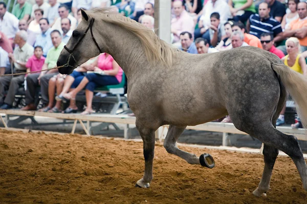 Prueba ecuestre de morfología a caballos españoles puros —  Fotos de Stock