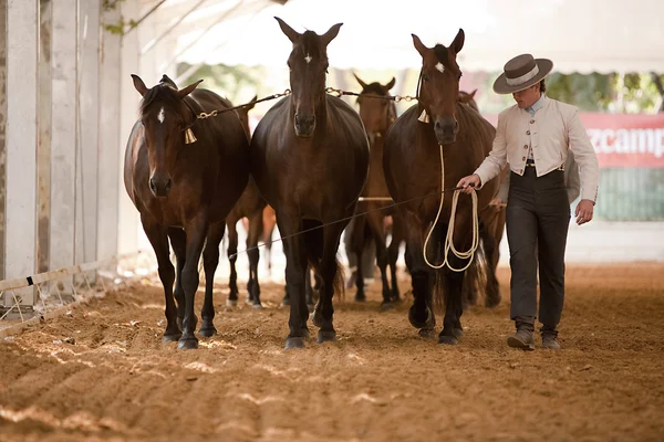 Jeździec badania funkcjonalności z 3 hiszpański czystej konie — Zdjęcie stockowe