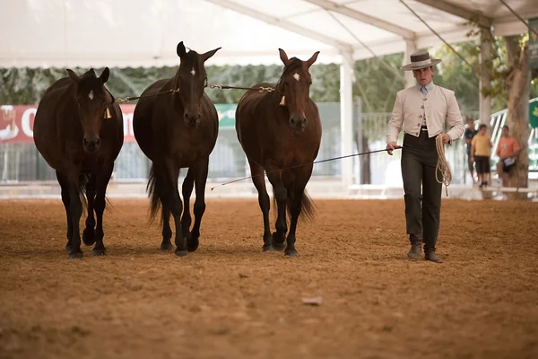 Jeździec badania funkcjonalności z 3 hiszpański czystej konie — Zdjęcie stockowe