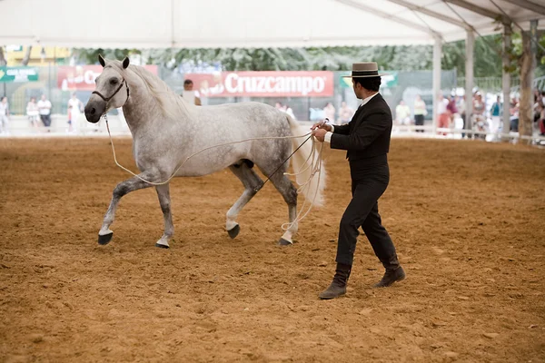 純粋なスペイン語の馬への形態の馬術のテスト — ストック写真