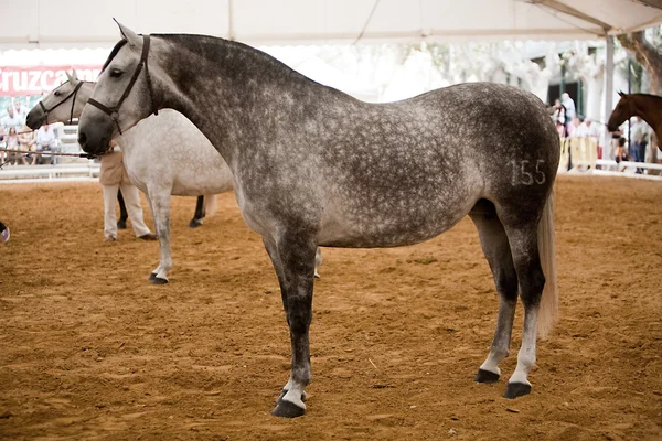 Equestrian test of morphology to pure Spanish horses — Stock Photo, Image