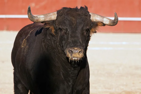 Foto de toro de combate de España — Foto de Stock