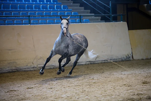 Rein spanische Pferde — Stockfoto
