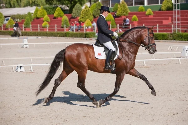 Cavalier participant à la compétition de dressage classique — Photo