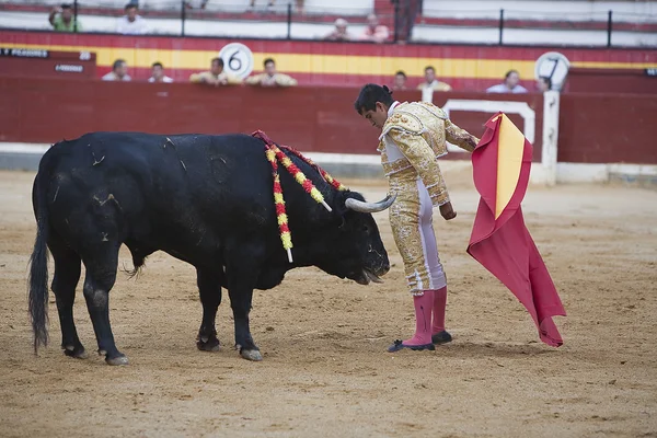Мексиканский боец Хоселито Адаме демонстрирует очень большую ценность между рогами быка — стоковое фото