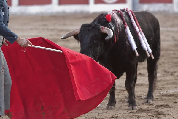 Bullfighter with the Cape in the Bullfight — Stock Photo, Image