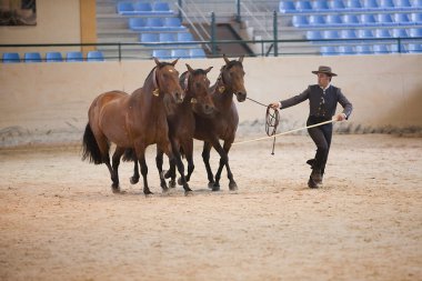 Binicilik test işlevselliği 3 saf İspanyol at ile de 3 mares Kobralar denir