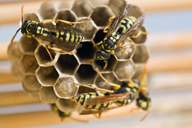Adult yellow jacket wasps clipart