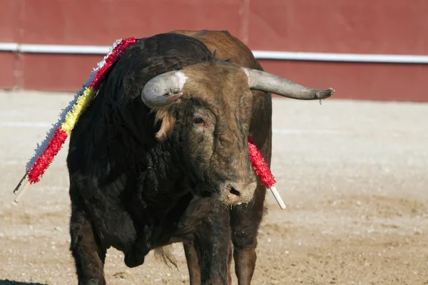 Bull of reddish brown hair — Stockfoto