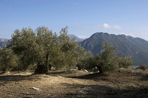 Ekologisk odling av olivträd i provinsen jaen — Stockfoto