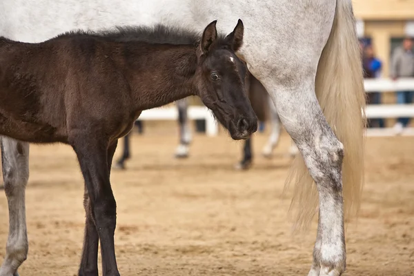 Mãe cavalo e bebê de enfermagem — Fotografia de Stock