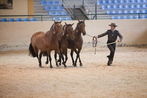 Equestrian test functionality with 3 pure Spanish horses, also called cobras 3 Mares — Stock Photo, Image