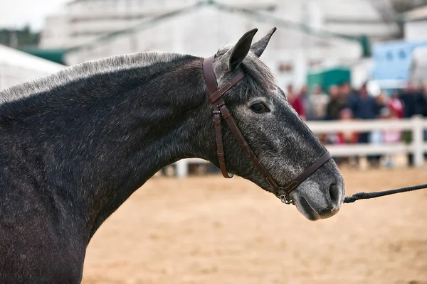 Pferdeprüfung der Morphologie auf rein spanische Pferde — Stockfoto