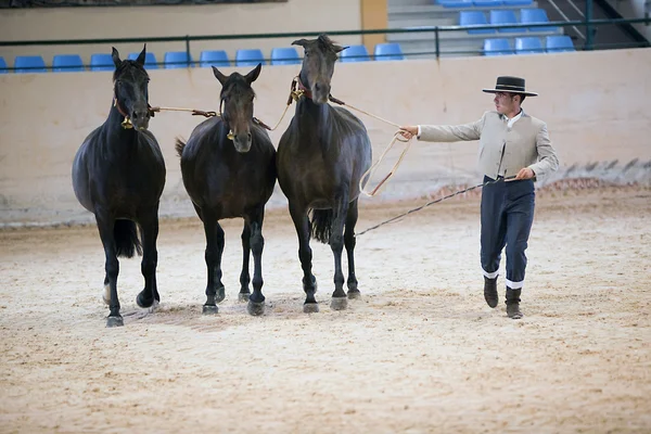 Funcionalidade de teste equestre com 3 cavalos espanhóis puros, também chamados de cobras 3 Mares, Espanha — Fotografia de Stock