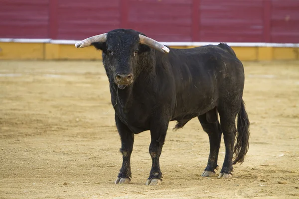 Captura de la figura de un toro valiente en una corrida de toros, España — Foto de Stock