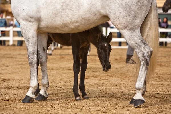 Mutter Pferd und Säugling — Stockfoto
