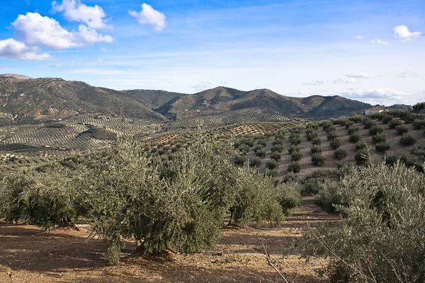 Ekologisk odling av olivträd i provinsen jaen — Stockfoto