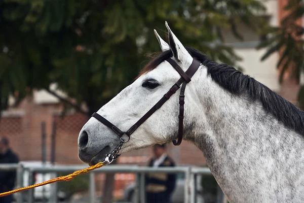 Prueba ecuestre de morfología a caballos españoles puros — Foto de Stock