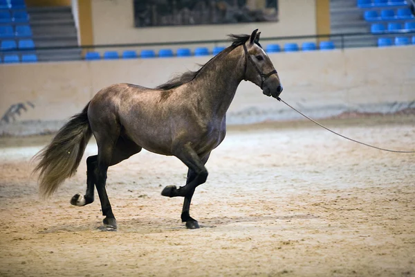 Equestrian test of morphology to pure Spanish horses — Stock Photo, Image