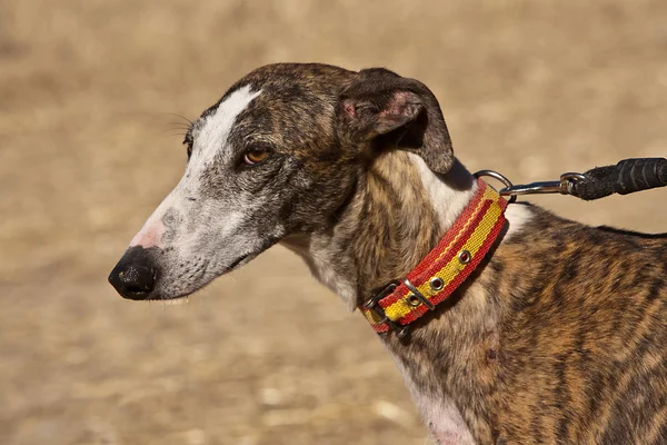 The Greyhound is a breed of dog native of Spain — Stock Photo, Image