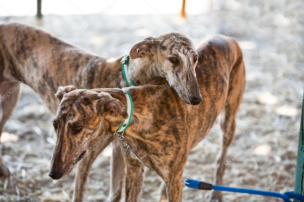 la levrette est une race de chien originaire d'Espagne — Photographie